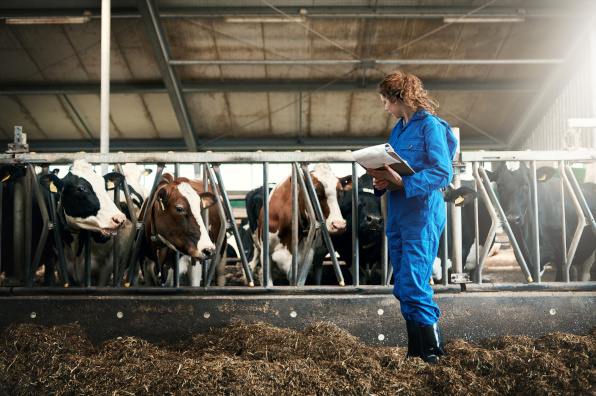 Herdsperson checking the health of her cattle