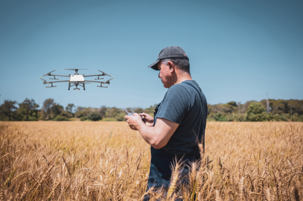 Farmer stood in a field of wheat using a drone